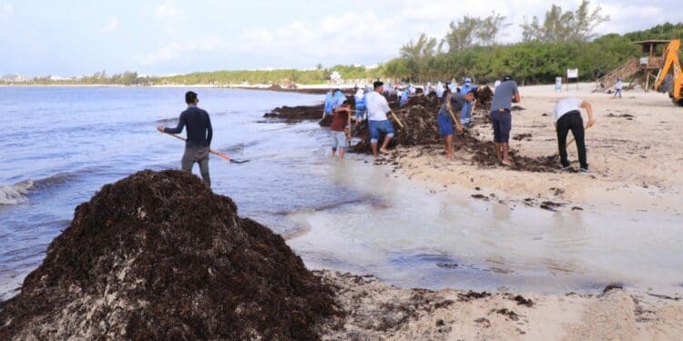 Unifican esfuerzo para retirar sargazo de costas solidarenses