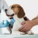 Brigadas de Vacunación para caninos y felinos