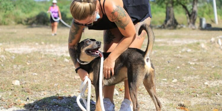 Concientizan a solidarenses sobre adopción de perros y gatos