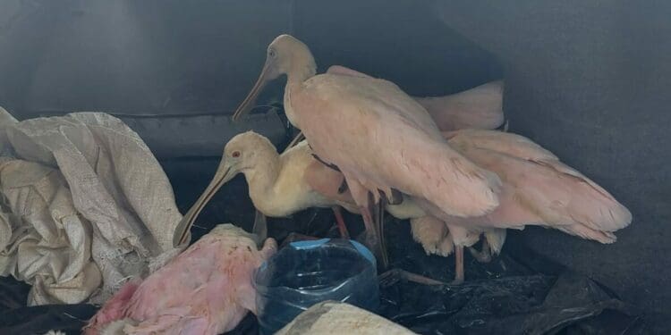 Rescatan 10 aves silvestres en taxi en Playa del Carmen; cinco murieron