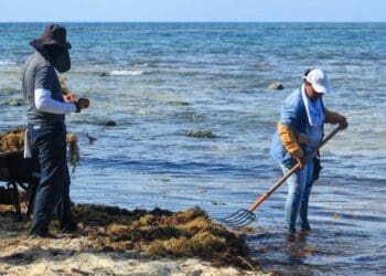 Gobierno municipal continúa con limpieza de playas
