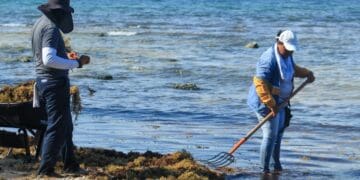 Gobierno municipal continúa con limpieza de playas