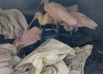 Rescatan a 10 aves silvestres y aseguran a captores en la colonia Ejido de Playa del Carmen