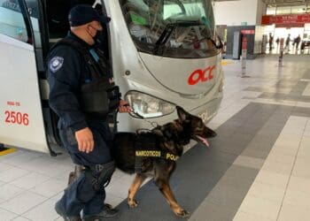 Suman 70 kilos de drogas aseguradas en Playa del Carmen por perros entrenados