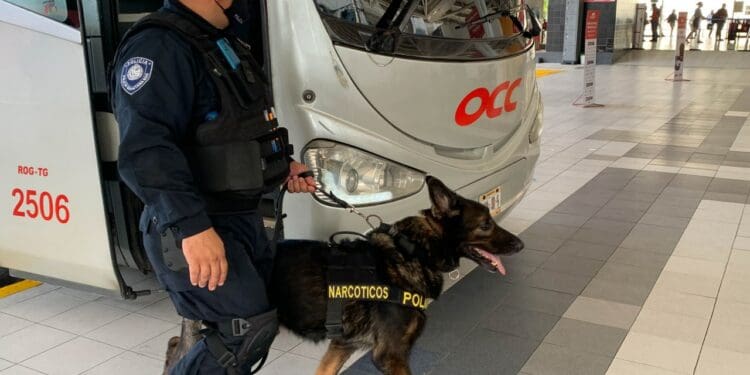 Suman 70 kilos de drogas aseguradas en Playa del Carmen por perros entrenados