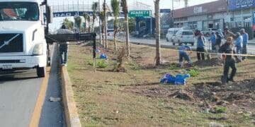 Comienza reforestación del bulevar Playa del Carmen
