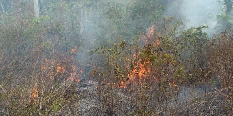 Inmobiliarias, detrás de incendios forestales en Solidaridad