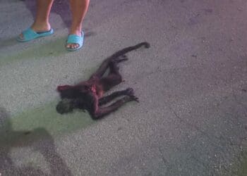 Arrojan mono araña muerto en calle de Playa del Carmen
