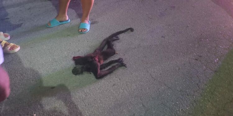 Arrojan mono araña muerto en calle de Playa del Carmen