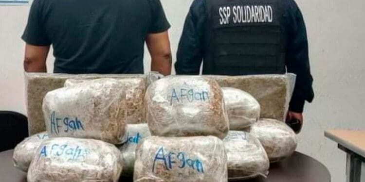 Aseguran 30 kilos de marihuana en domicilio de Villas del Sol en Playa del Carmen