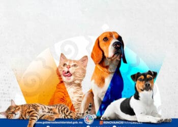 Jornada extraordinaria de vacunación antirrábica