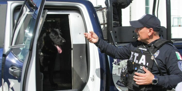 Unidad Canina contribuye en la reducción delictiva en Solidaridad