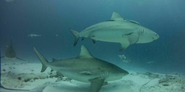 Arranca la temporada del tiburón toro en Playa del Carmen