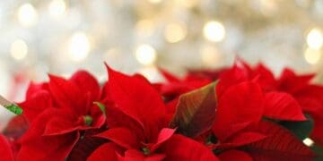 Feria navideña con pista de patinaje y circo, desde el 15 de diciembre en Playa del Carmen