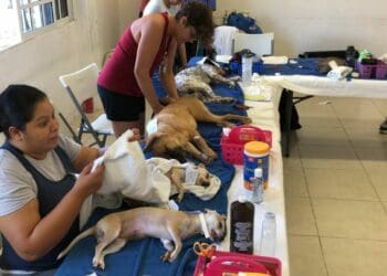 Inicia campaña de esterilización gratuita para mascotas en Playa del Carmen