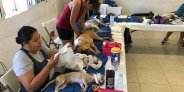 Inicia campaña de esterilización gratuita para mascotas en Playa del Carmen