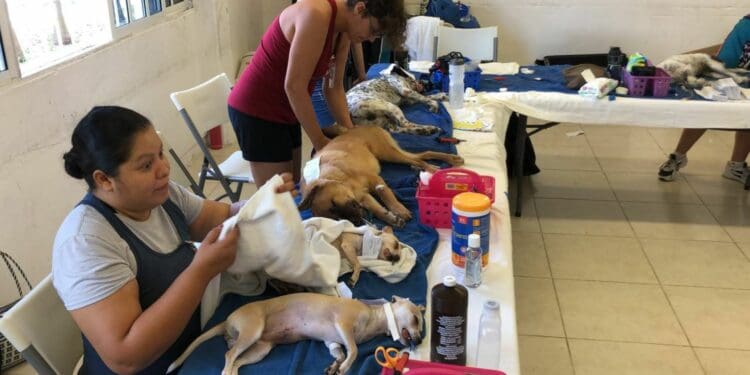 Inicia campaña de esterilización gratuita para mascotas en Playa del Carmen