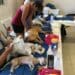 Inicia campaña de esterilización gratuita para mascotas en Playa del Carmen