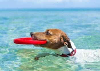 Playa para mascotas en Solidaridad podría ser en un arenal que no tenga Blue Flag