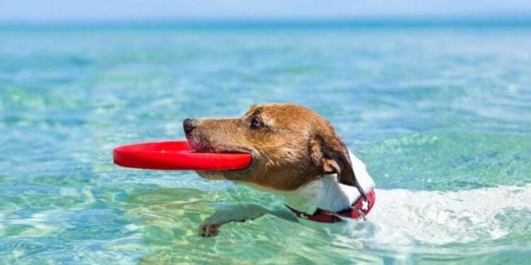 Playa para mascotas en Solidaridad podría ser en un arenal que no tenga Blue Flag