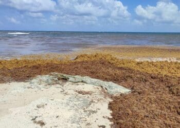 Proponen se construya una barrera oceánica contra el sargazo en Quintana Roo