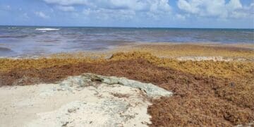 Proponen se construya una barrera oceánica contra el sargazo en Quintana Roo
