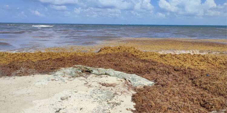Proponen se construya una barrera oceánica contra el sargazo en Quintana Roo