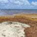 Proponen se construya una barrera oceánica contra el sargazo en Quintana Roo