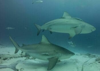 Va muy bien la temporada de tiburón toro en Playa del Carmen; podría cerrar el año al 100%