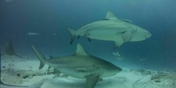 Va muy bien la temporada de tiburón toro en Playa del Carmen; podría cerrar el año al 100%