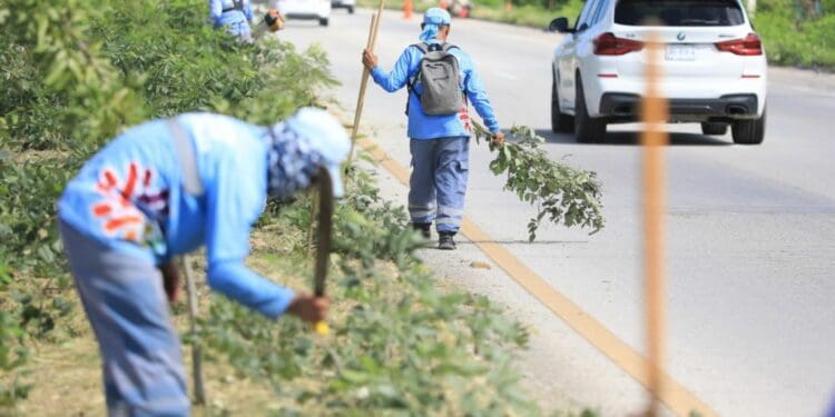 Gobierno refuerza limpieza en tramos carreteros