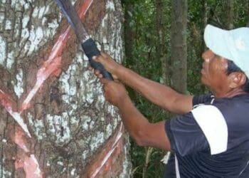Buscan promover las zonas chicleras como un atractivo turístico