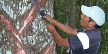 Buscan promover las zonas chicleras como un atractivo turístico