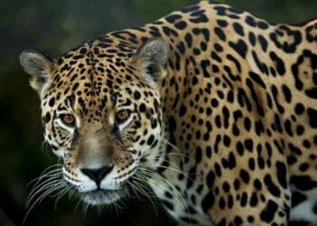 Cambio de uso de suelo y crecimiento urbano en Quintana Roo pone en riesgo al jaguar y a otras especies