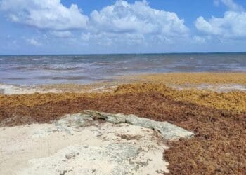 Está llegando más alga roja que sargazo a Playa del Carmen: Zofemat