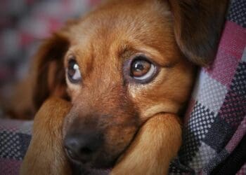 Hasta 9 de cada 10 cachorros acaban en la calle; por ello hay que esterilizar, alerta activista