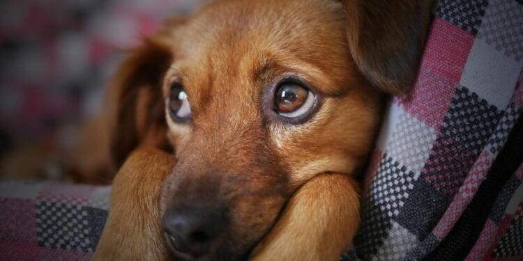 Hasta 9 de cada 10 cachorros acaban en la calle; por ello hay que esterilizar, alerta activista