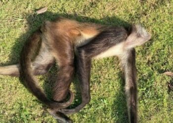 Hubo 9 avistamientos de monos araña en Playa del Carmen en 2022; 2 fueron atropellados