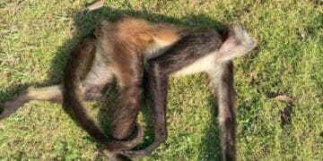 Hubo 9 avistamientos de monos araña en Playa del Carmen en 2022; 2 fueron atropellados