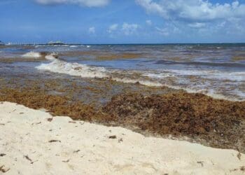 Para recolectar el sargazo en altamar se necesitan unos 100 mdd: Toni Chaves