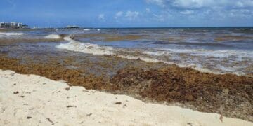 Para recolectar el sargazo en altamar se necesitan unos 100 mdd: Toni Chaves