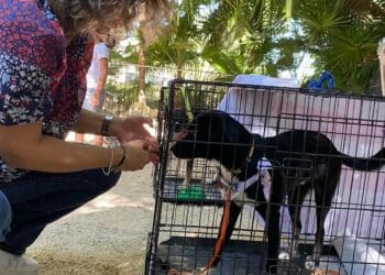Tras pandemia, aumenta interés de la población por esterilizar a perros y gatos en Playa del Carmen