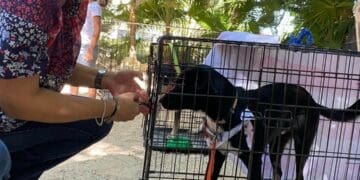 Tras pandemia, aumenta interés de la población por esterilizar a perros y gatos en Playa del Carmen