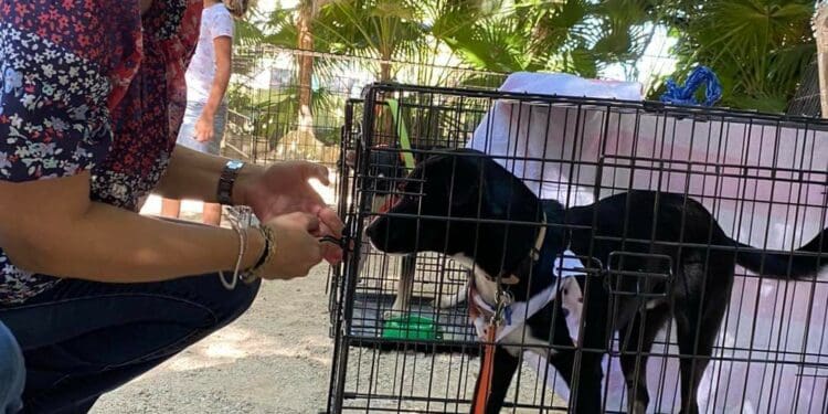 Tras pandemia, aumenta interés de la población por esterilizar a perros y gatos en Playa del Carmen