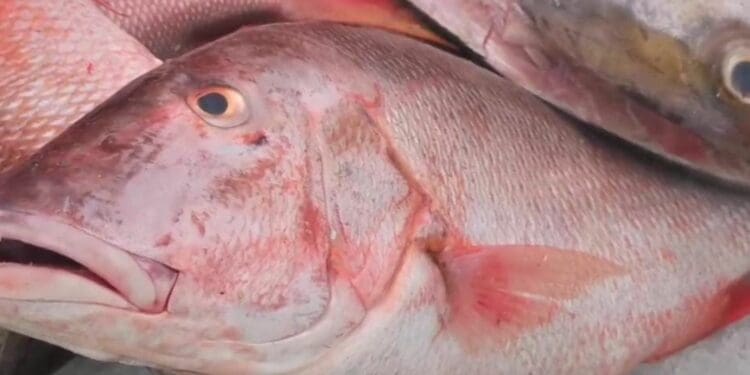 Esperan repunte en la venta de pescado por la Cuaresma en Playa del Carmen