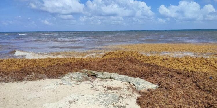 Llegarán a Playa del Carmen contenedores temporales para acopio de sargazo