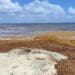 Llegarán a Playa del Carmen contenedores temporales para acopio de sargazo