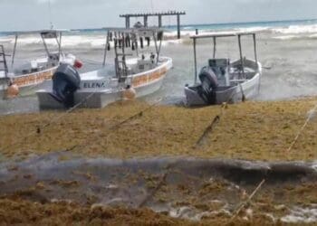 Surada y sargazo afectan a los hombres del mar en Playa del Carmen; han tenido nula actividad