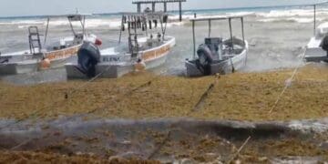 Surada y sargazo afectan a los hombres del mar en Playa del Carmen; han tenido nula actividad
