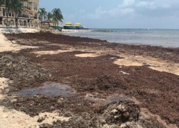 Analizan cerrar playa El Recodo por sargazo